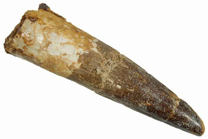 Fossil Spinosaurus Tooth - Real Dinosaur Tooth #242219